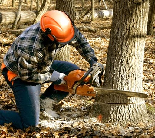 Tree Removal in Jeddo, MI